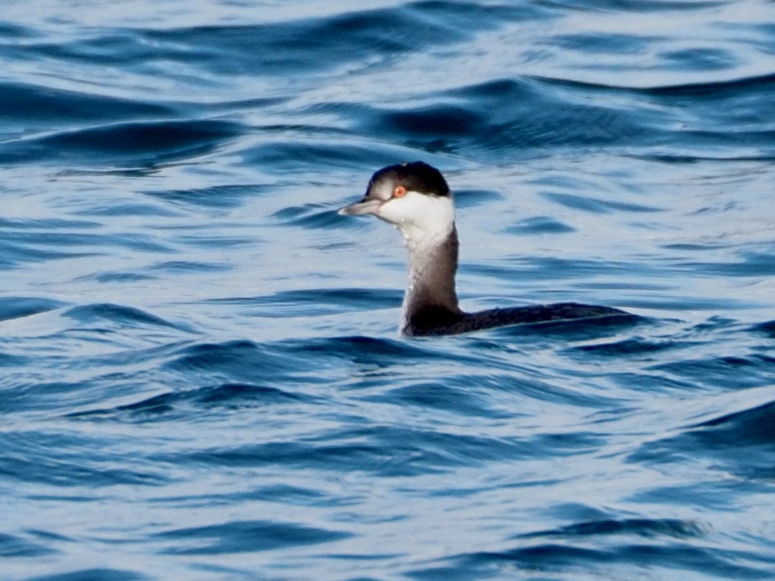 Horned Grebe - ML611187518