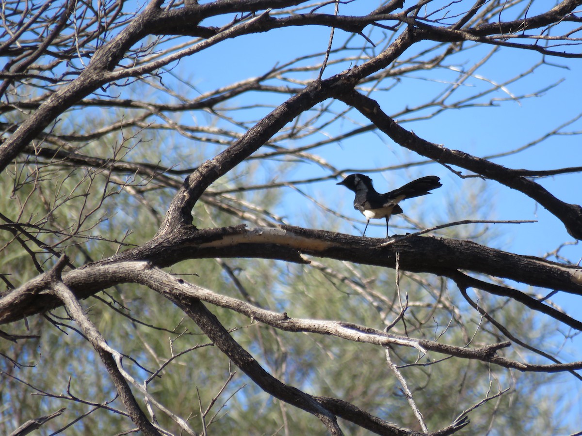 Willie-wagtail - ML611187554