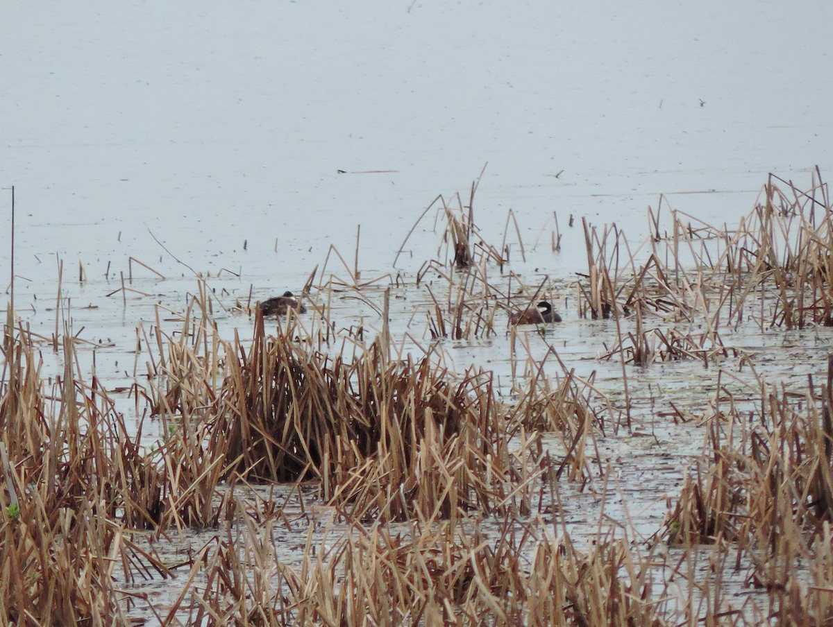 Ruddy Duck - ML611187555