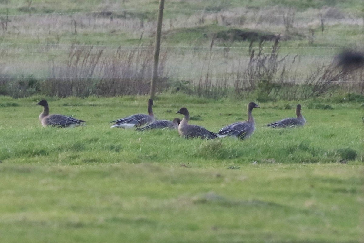 Pink-footed Goose - ML611187584