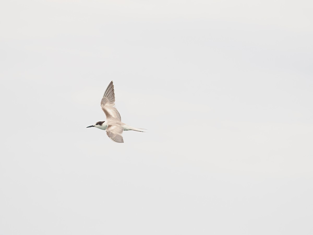 rybák obecný - ML611187620