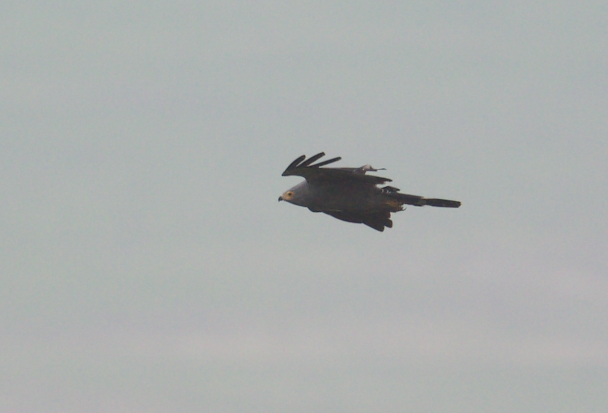 African Harrier-Hawk - ML611187652