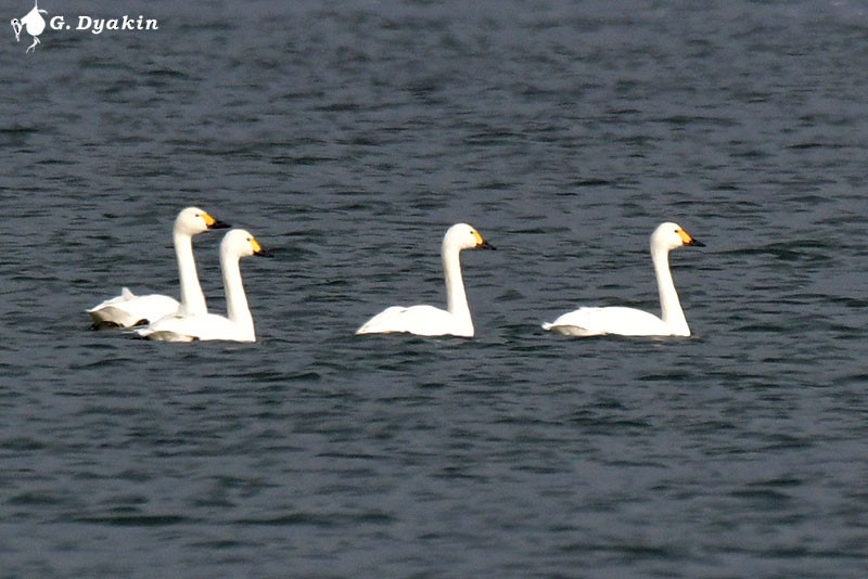 Tundra Swan (Bewick's) - ML611187668