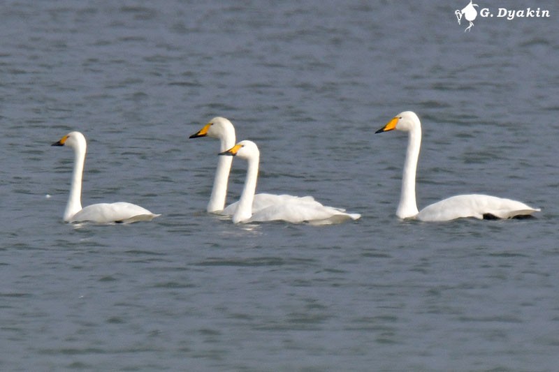 Tundra Swan (Bewick's) - ML611187669