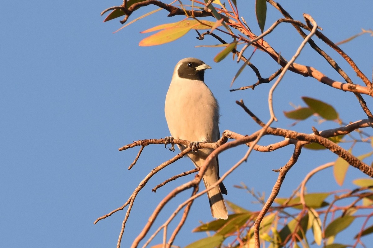 Masked Woodswallow - ML611187670