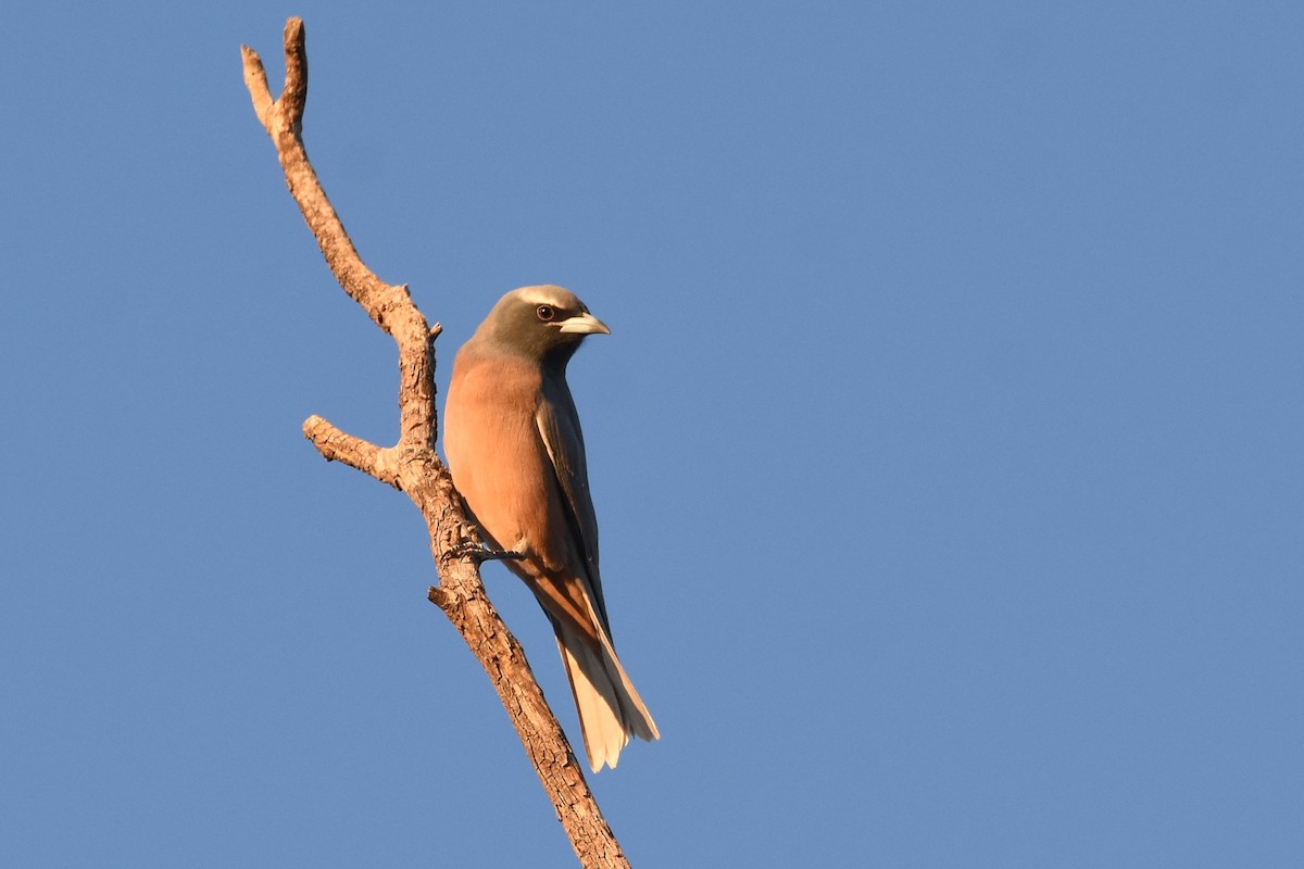 White-browed Woodswallow - ML611187671