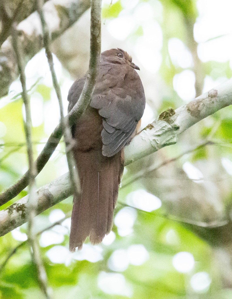 Brown Cuckoo-Dove - ML611187676