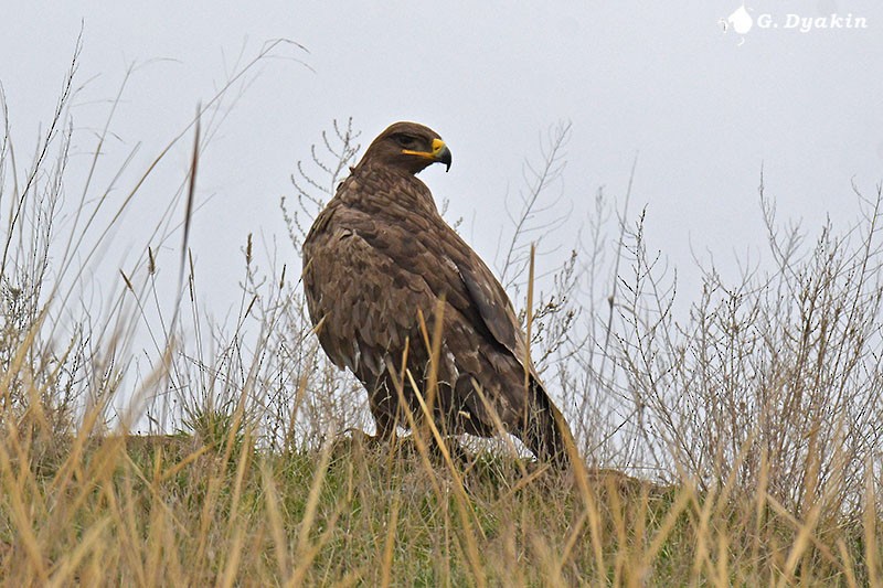 Steppe Eagle - ML611187693