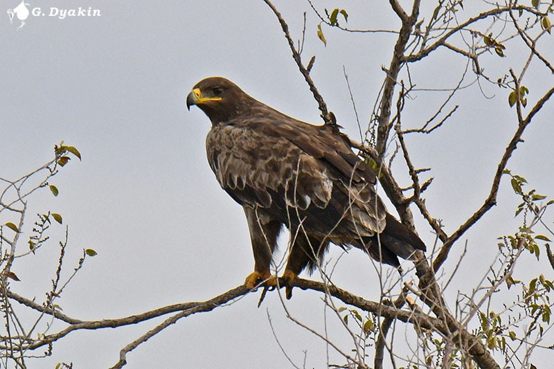 Steppe Eagle - ML611187695