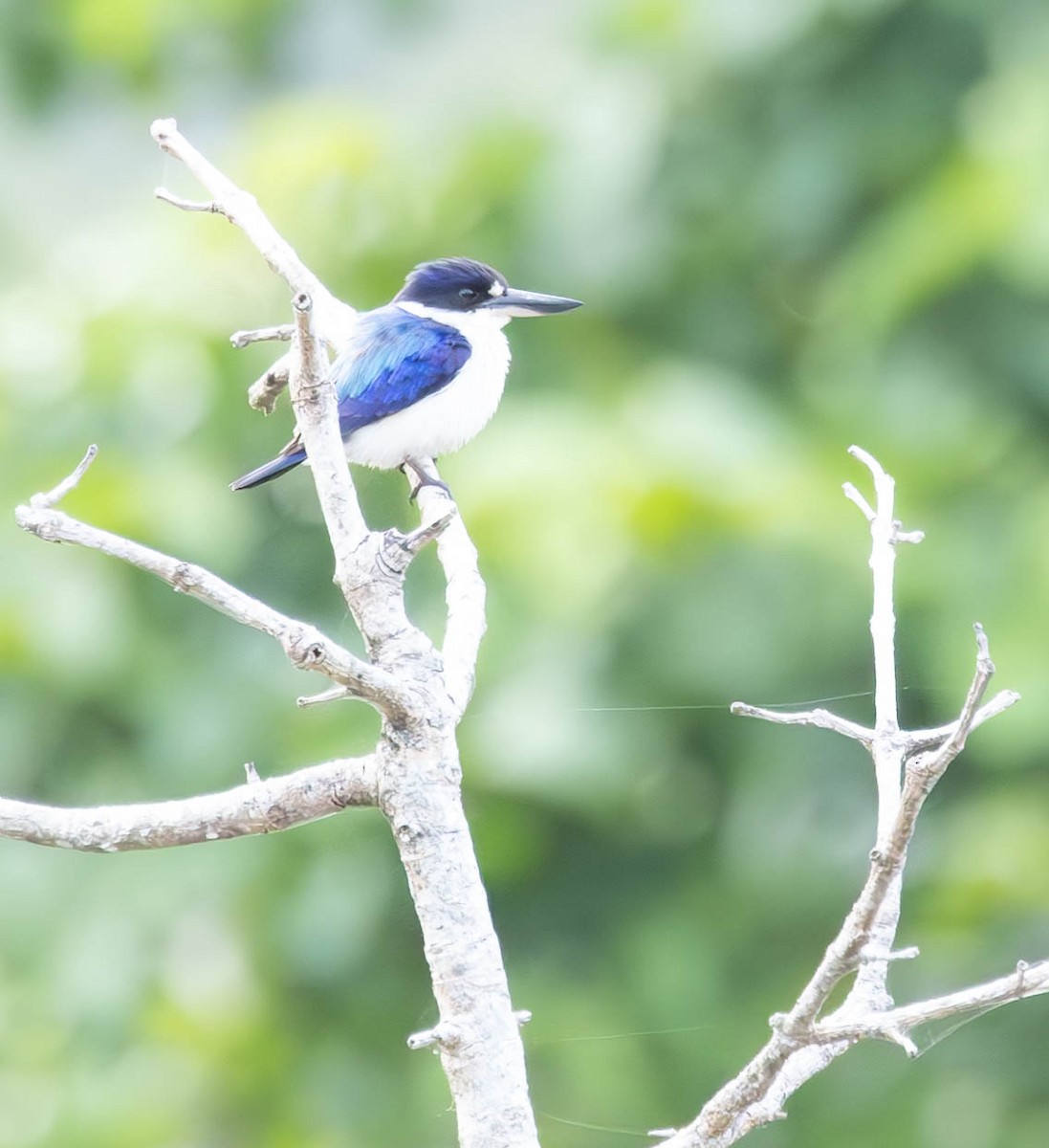 Forest Kingfisher - ML611187696