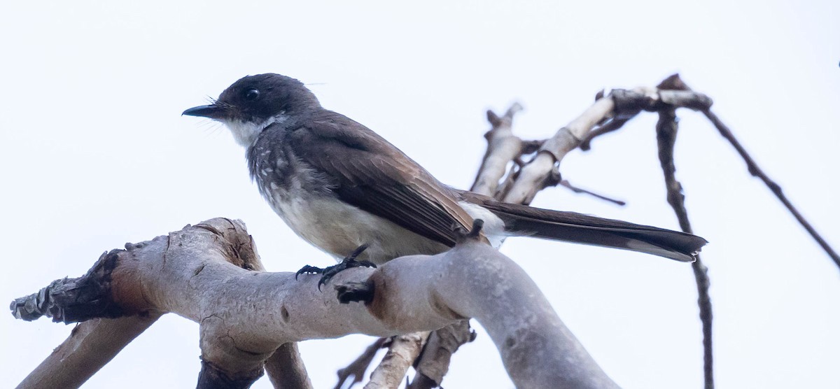 Northern Fantail - ML611187720