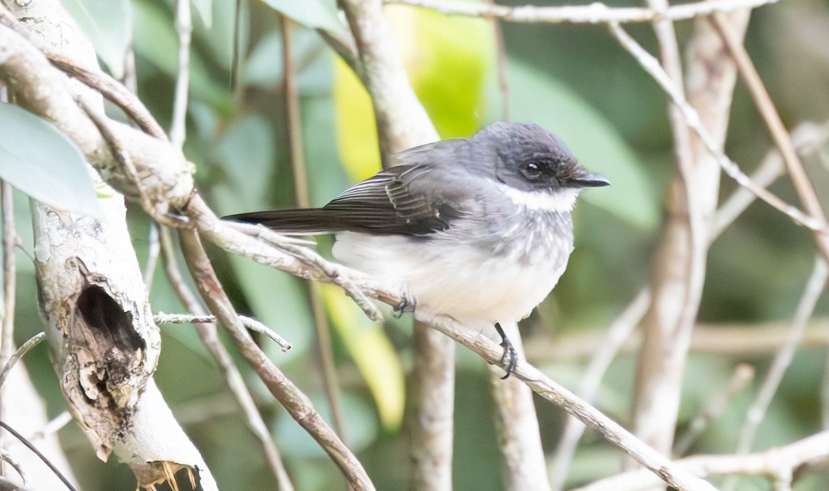 Northern Fantail - ML611187721