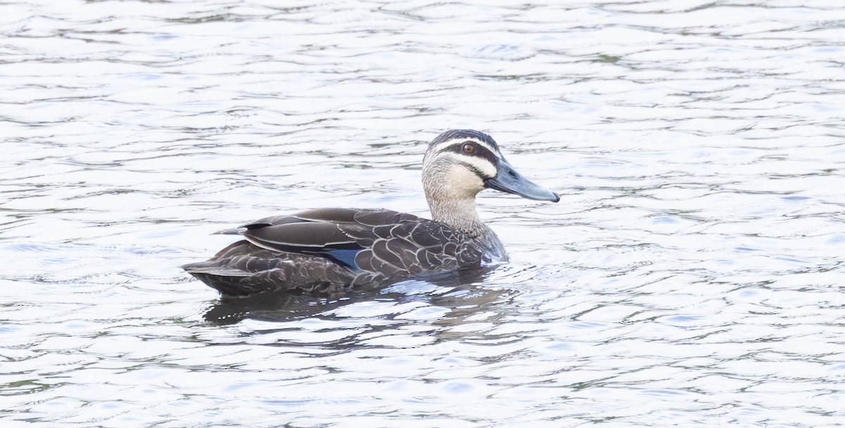 Pacific Black Duck - ML611187732