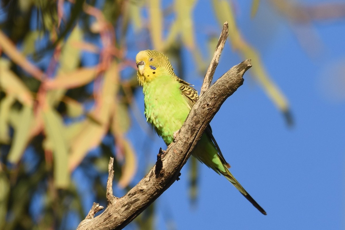 Budgerigar - ML611187749