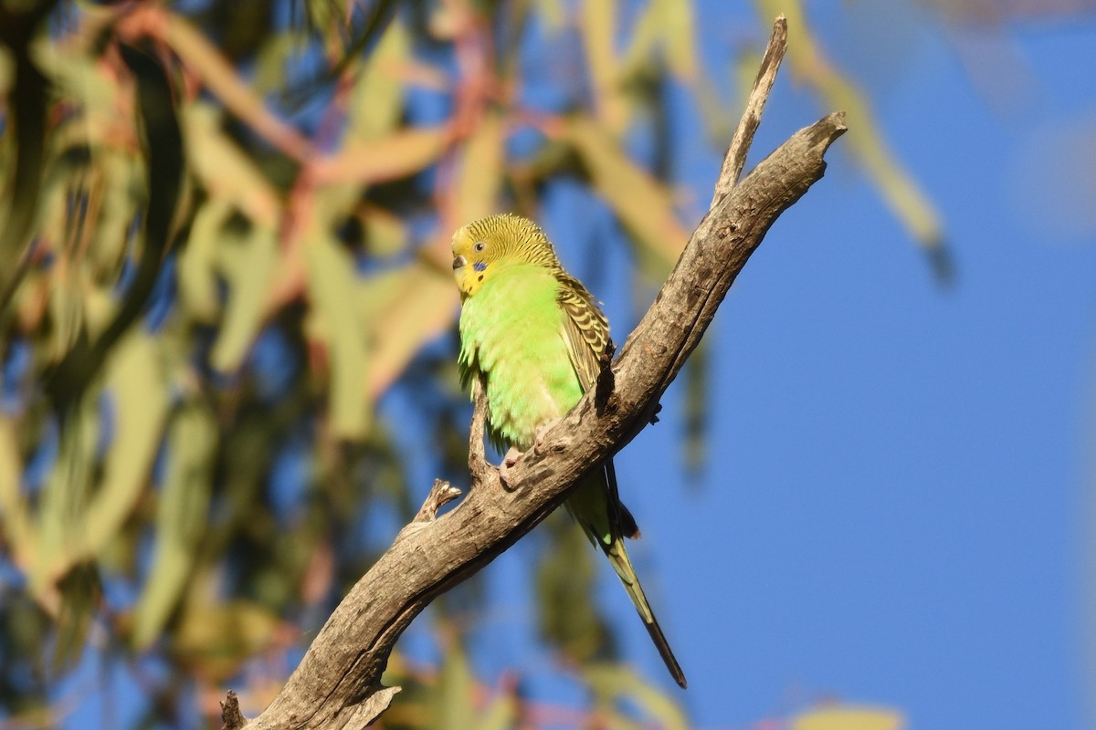 Budgerigar - ML611187750