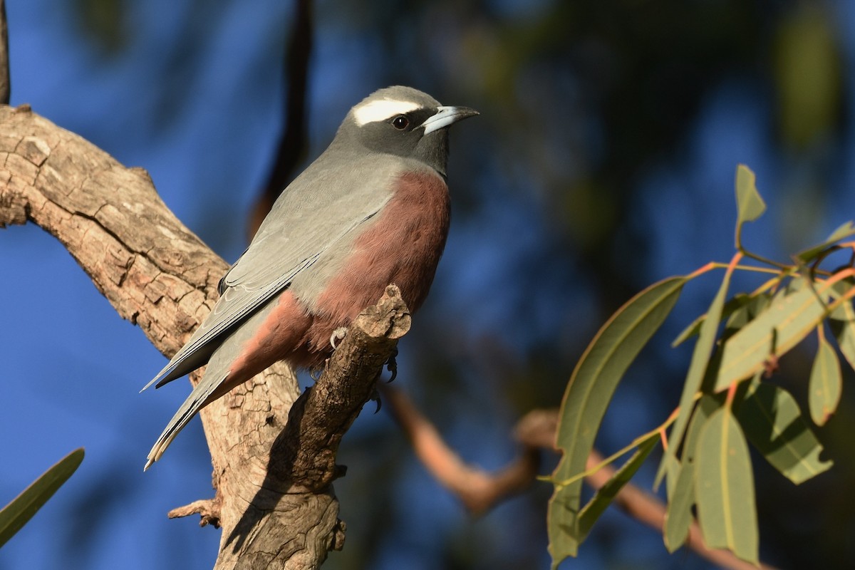 White-browed Woodswallow - ML611187757