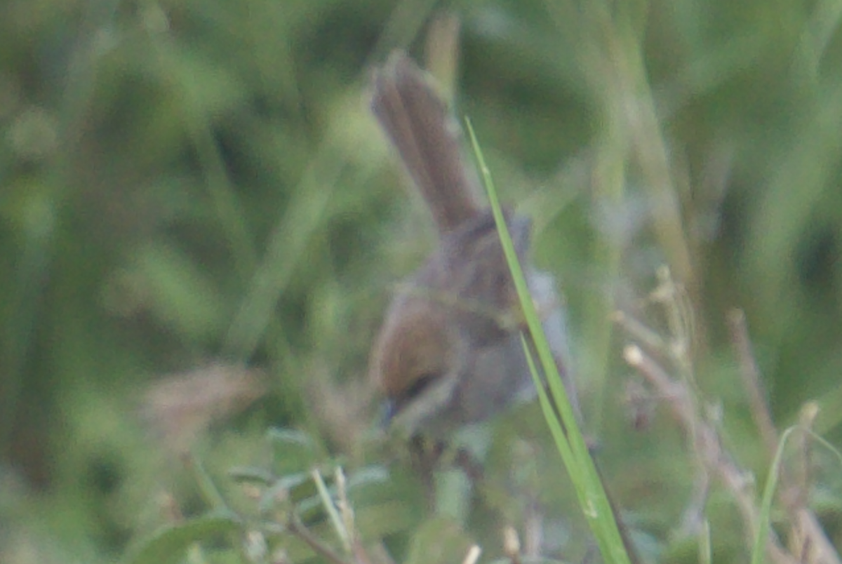 Hunter's Cisticola - ML611187772