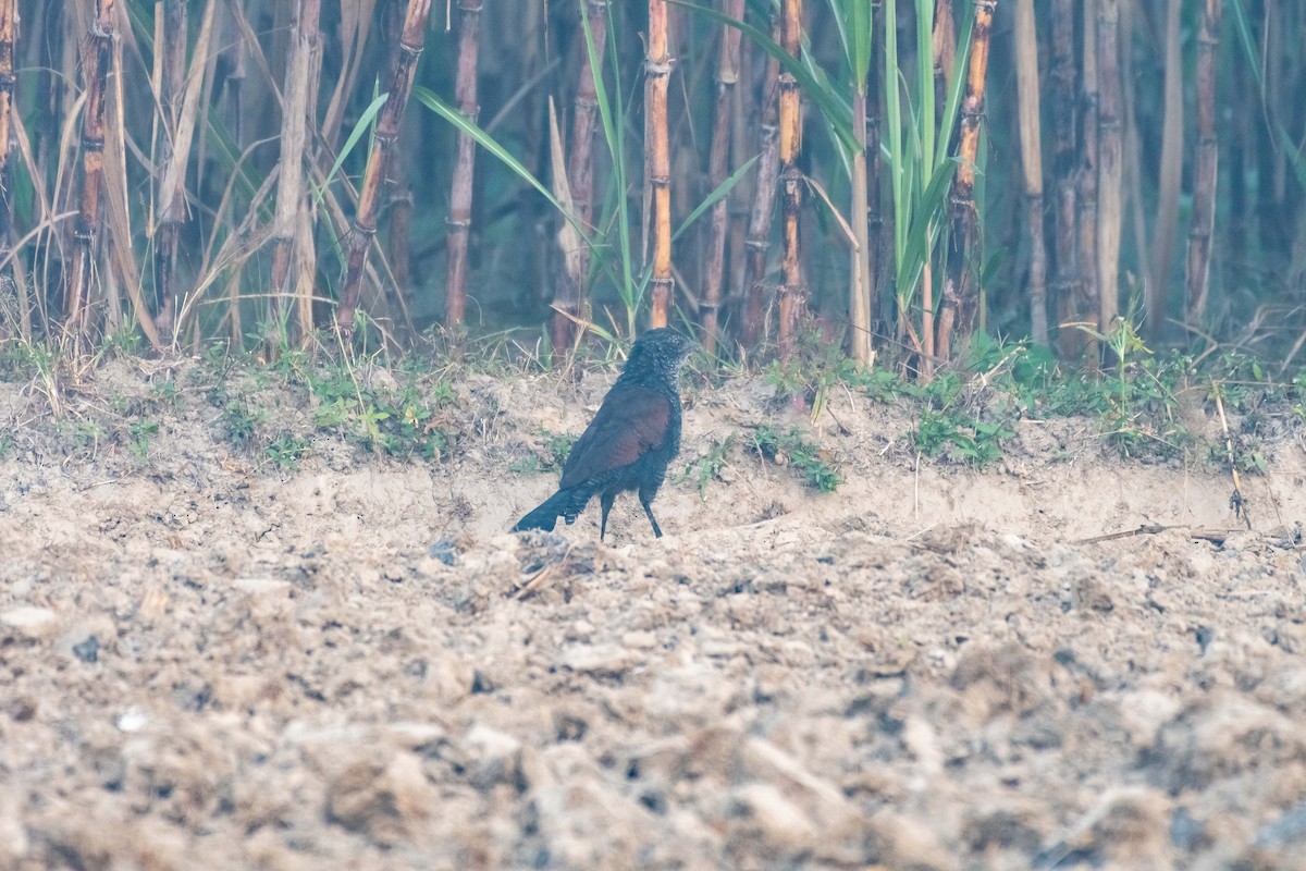 Lesser Coucal - ML611187786