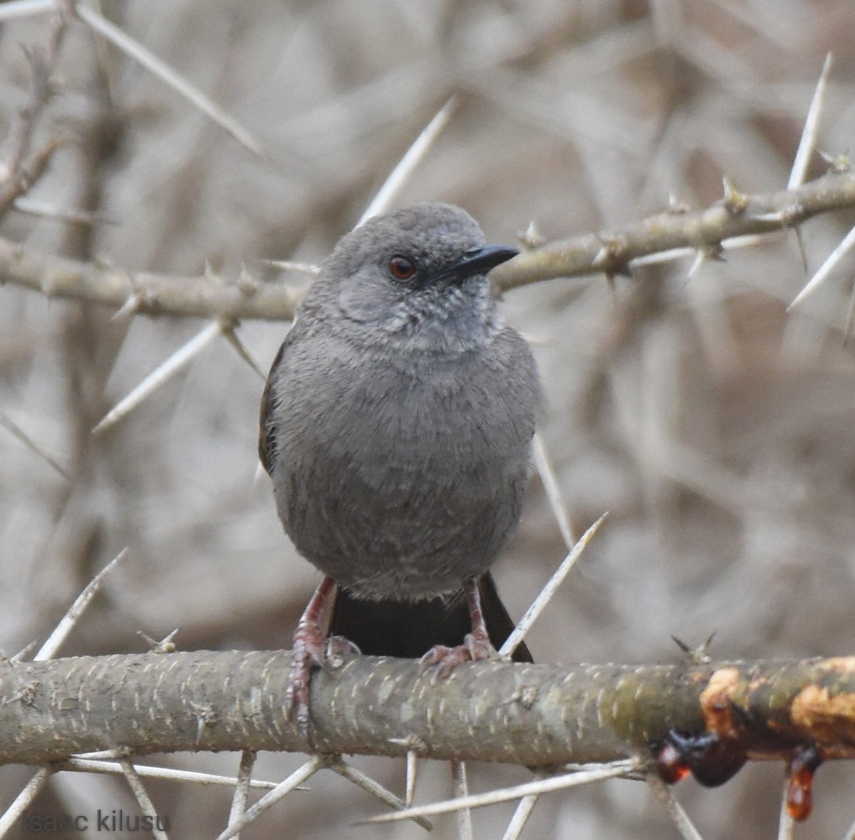 Gray Wren-Warbler - isaac kilusu