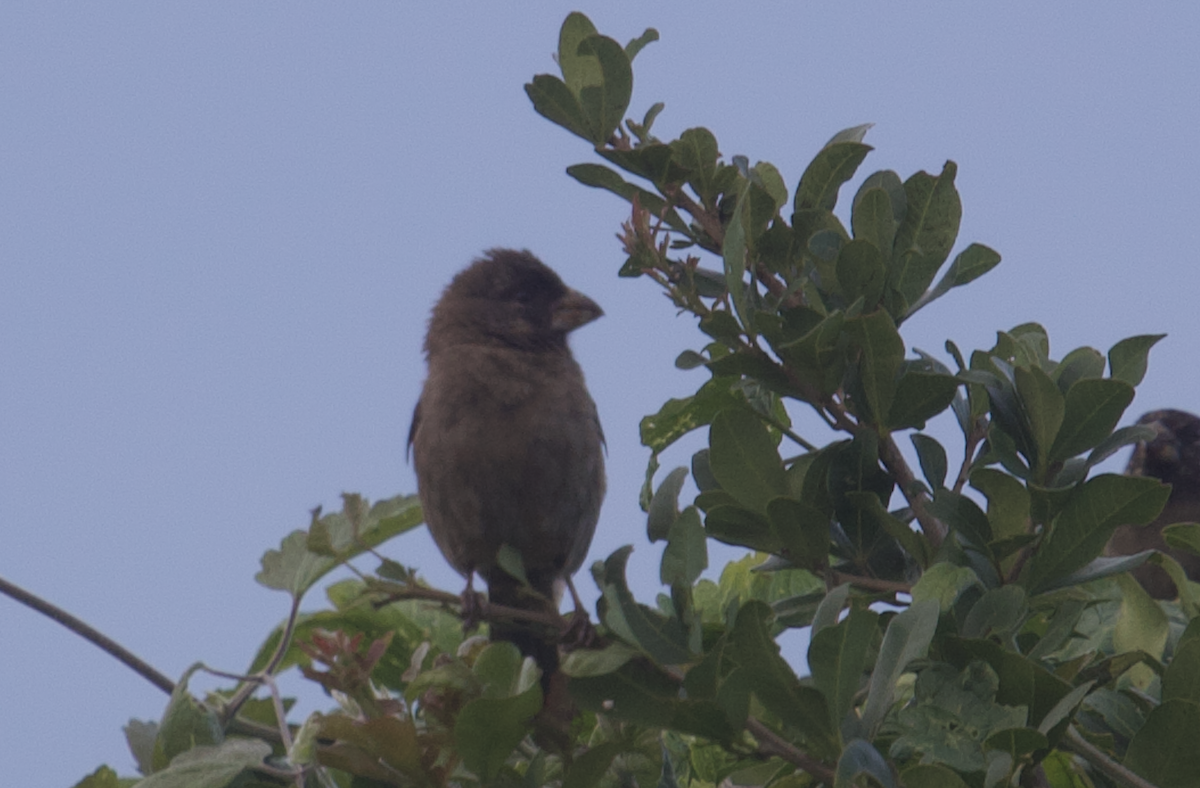 Thick-billed Seedeater - Ethan Ellis