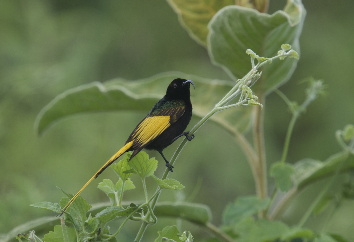 Golden-winged Sunbird - ML611187817