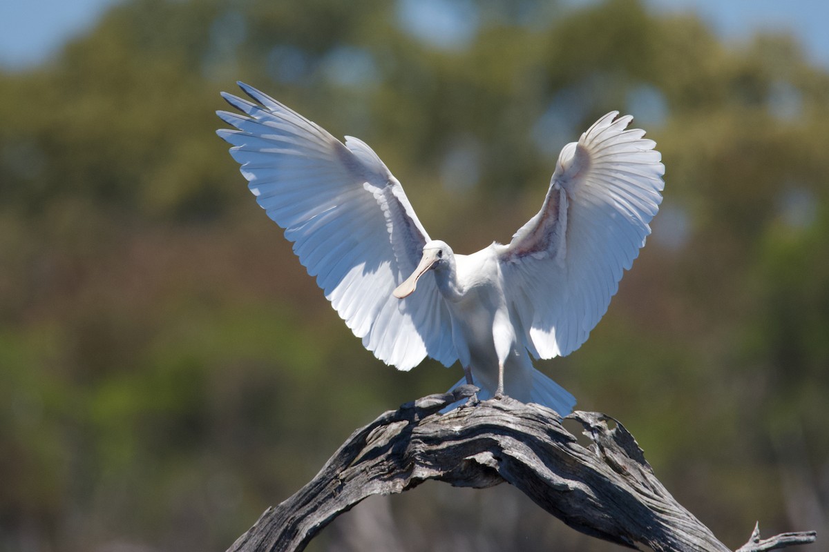 Yellow-billed Spoonbill - ML611187818