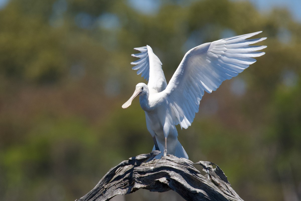 Yellow-billed Spoonbill - ML611187819