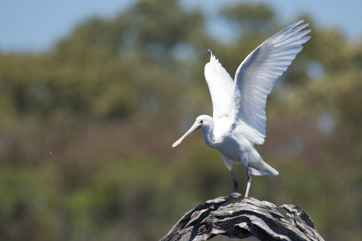 Yellow-billed Spoonbill - ML611187820
