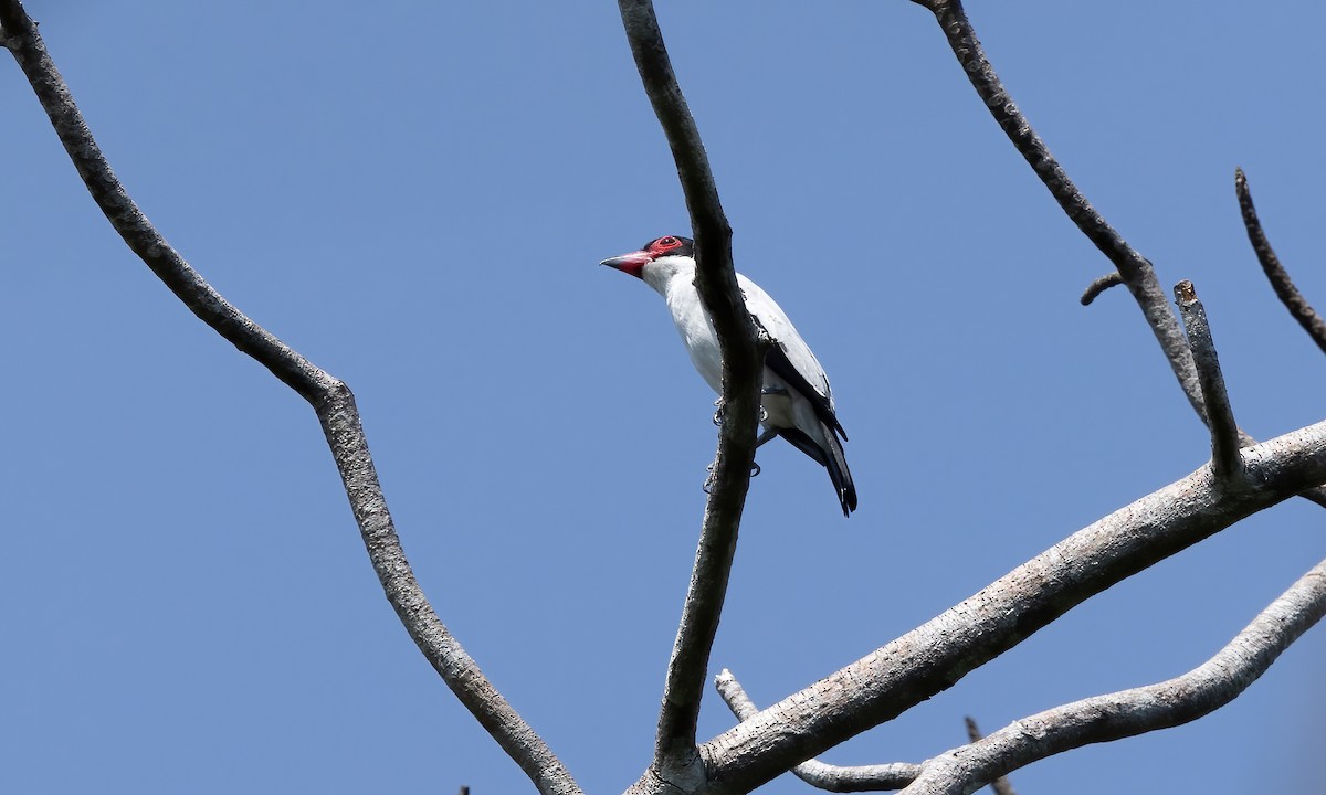 Black-tailed Tityra (Western) - ML611187842