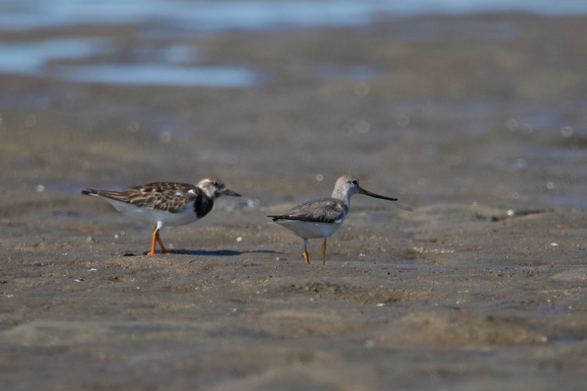 Terek Sandpiper - ML611187866