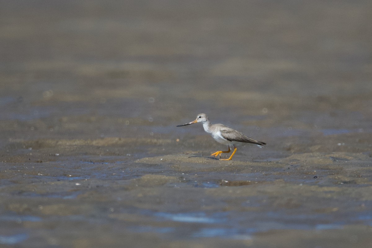 Terek Sandpiper - ML611187867