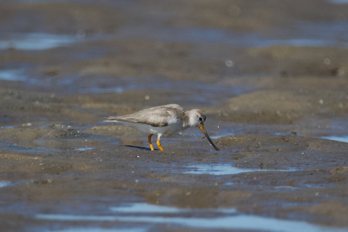 Terek Sandpiper - ML611187874