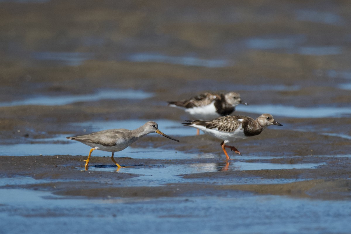 Terek Sandpiper - ML611187879