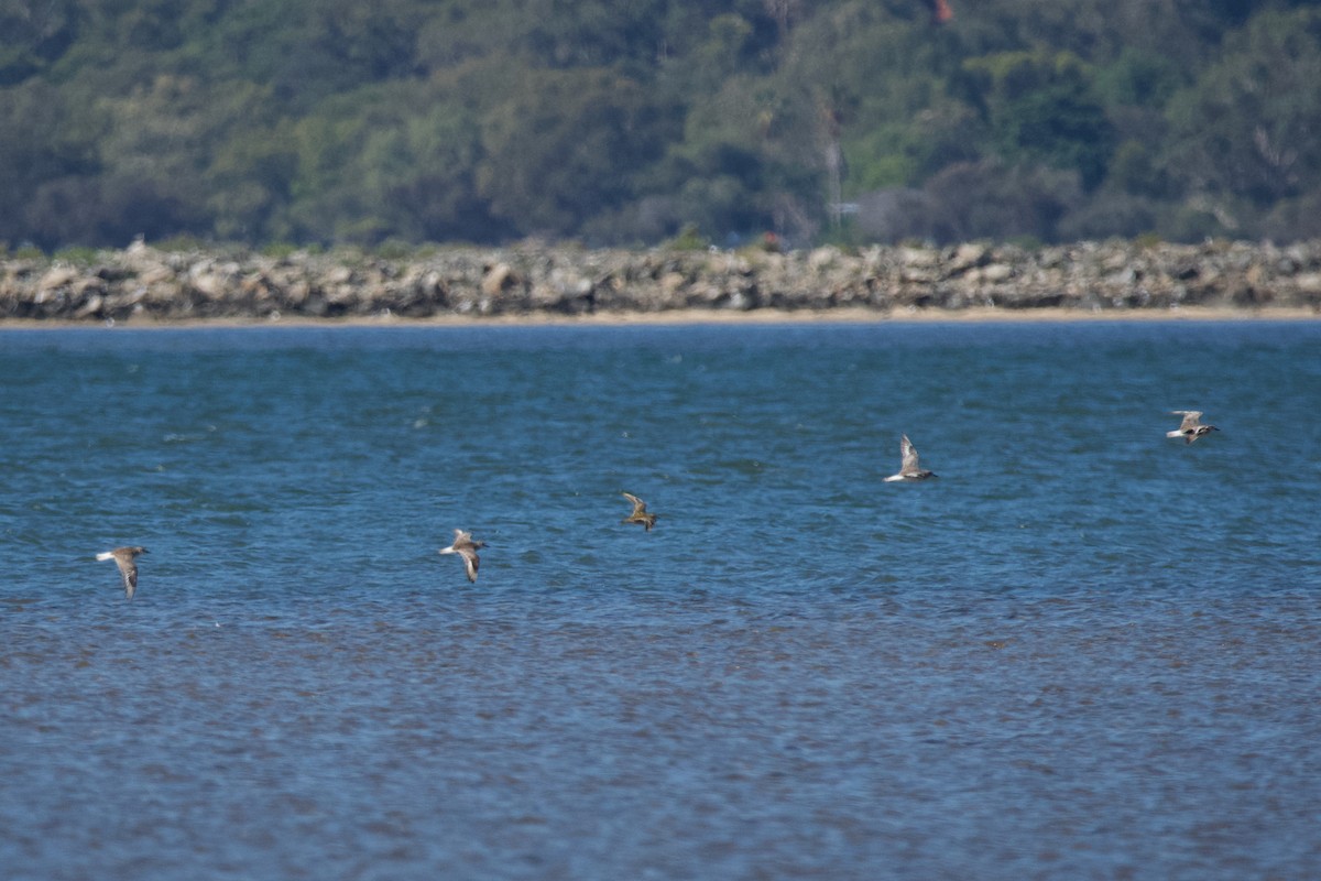 Chorlito Dorado Siberiano - ML611187887