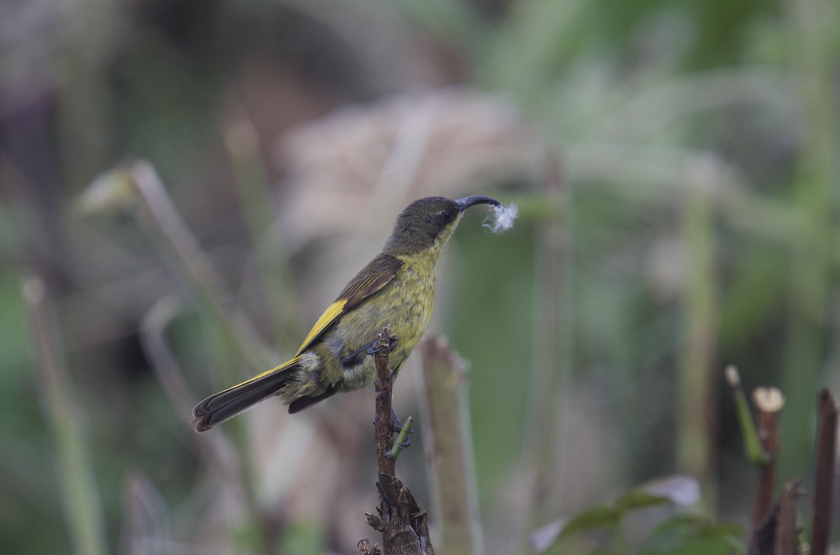 Souimanga à ailes dorées - ML611187902