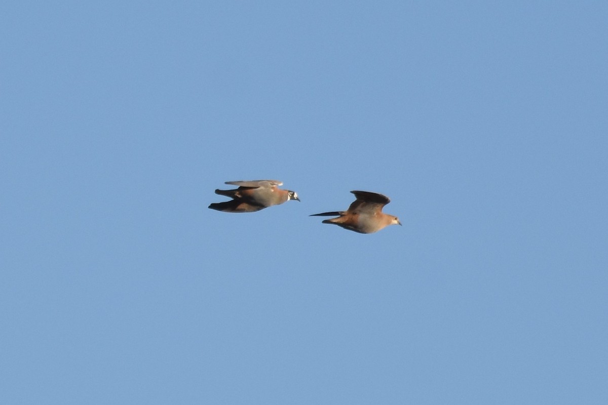 Flock Bronzewing - ML611187933