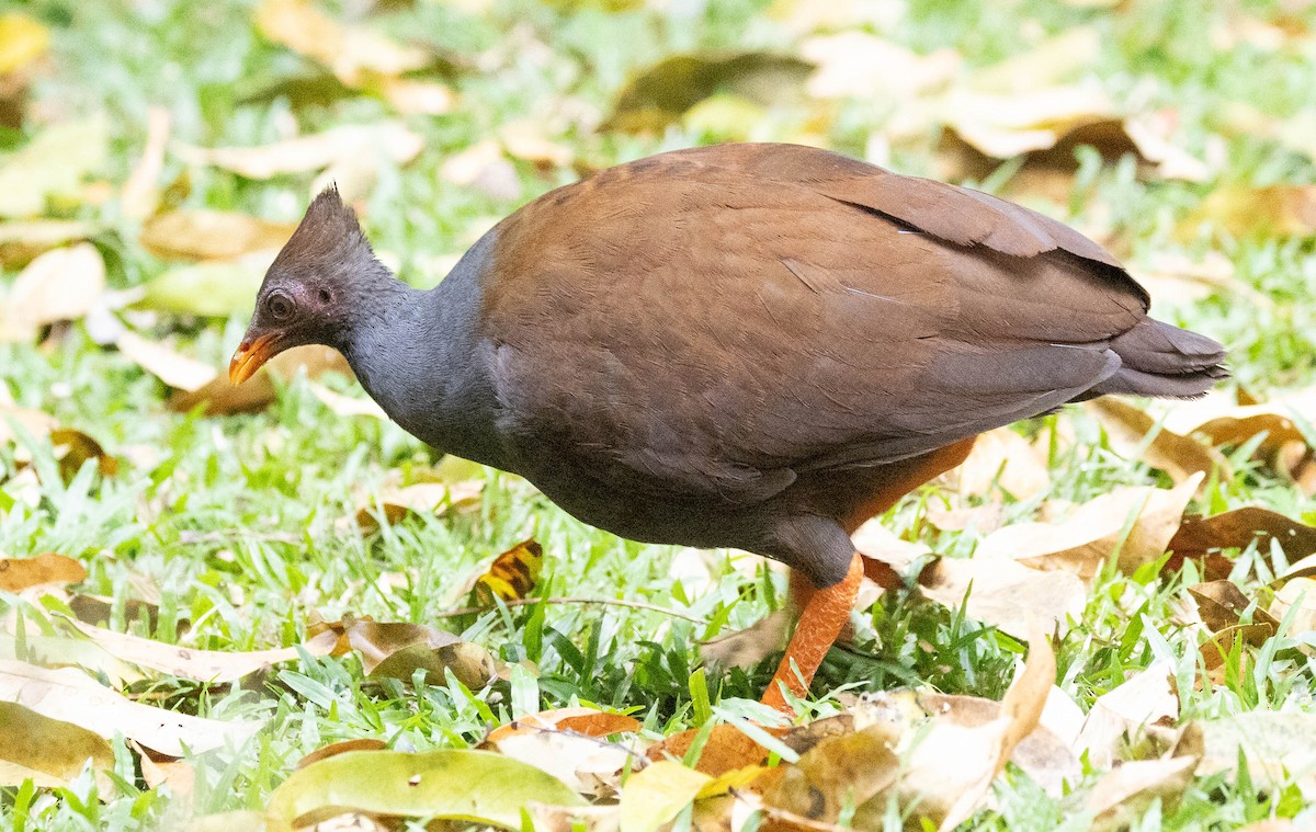 Orange-footed Megapode - ML611188027