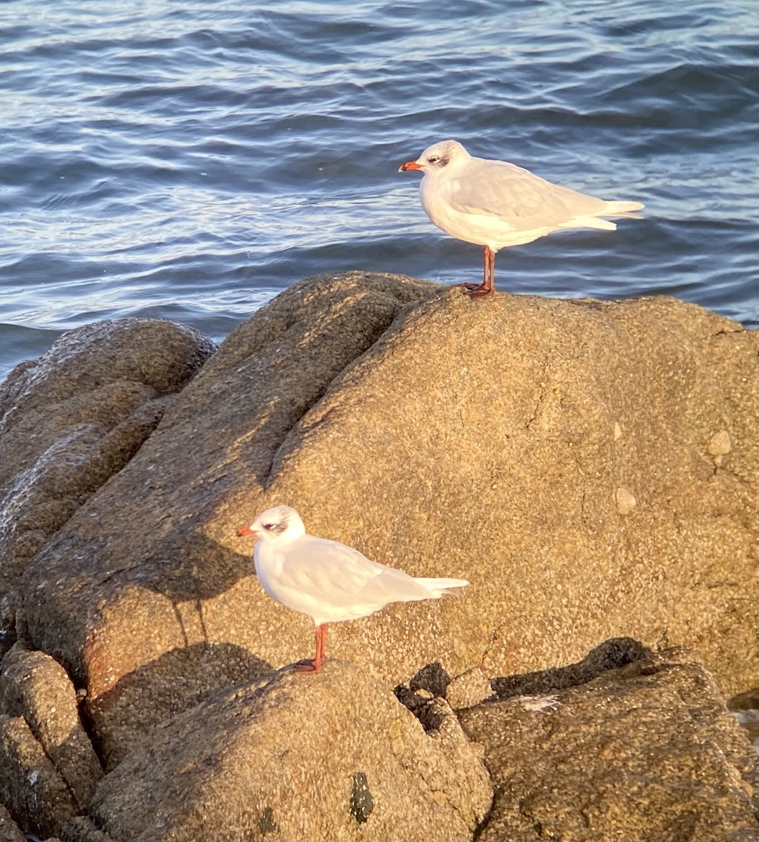 Gaviota Cabecinegra - ML611188316