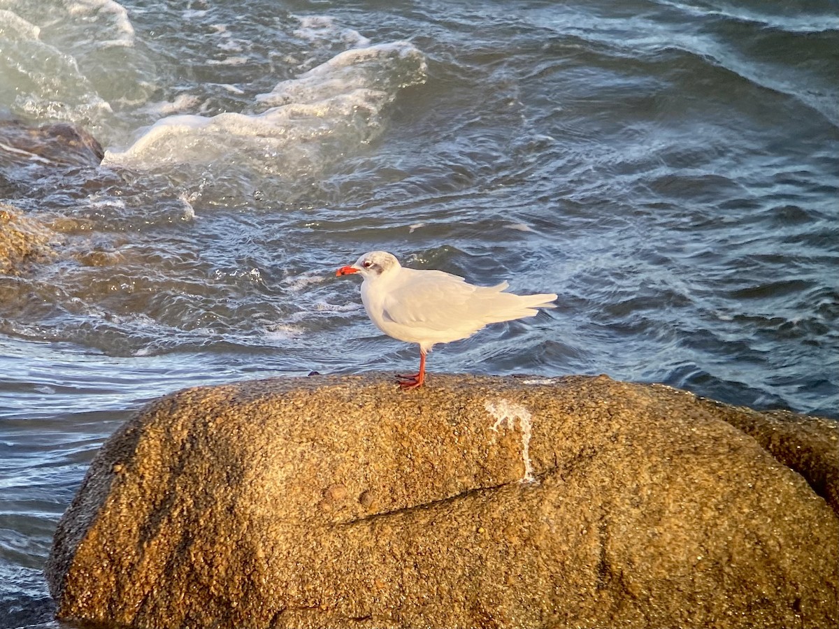 Mediterranean Gull - ML611188317