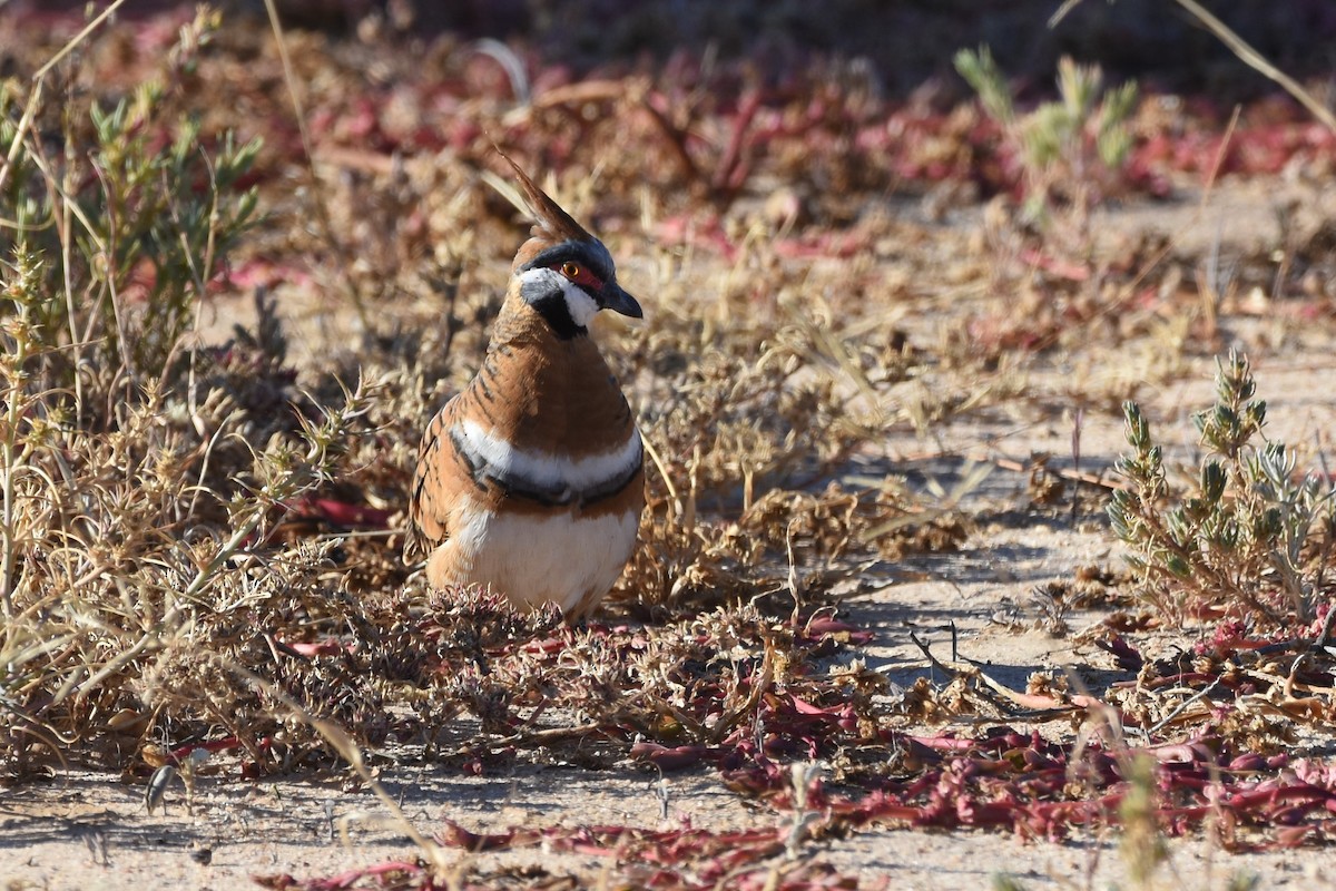 Spinifex Pigeon - Shinead Ashe