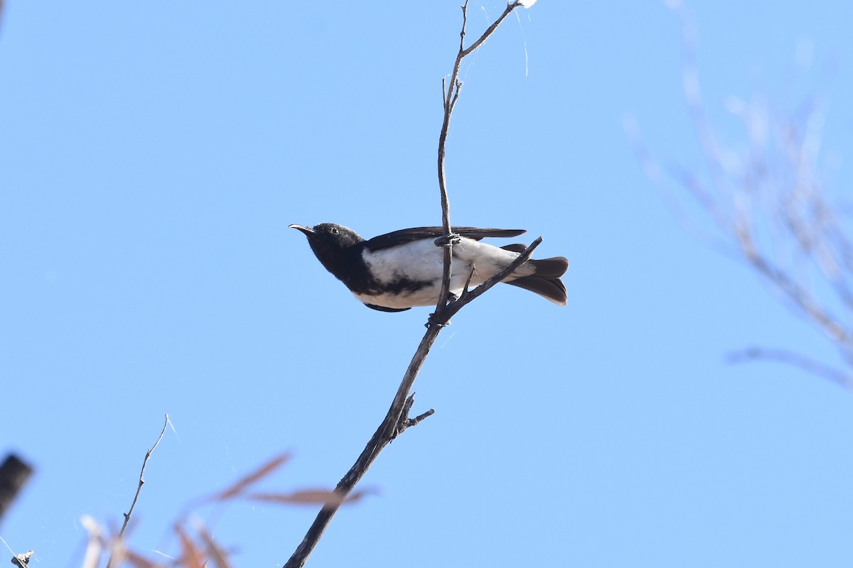 Black Honeyeater - ML611188395