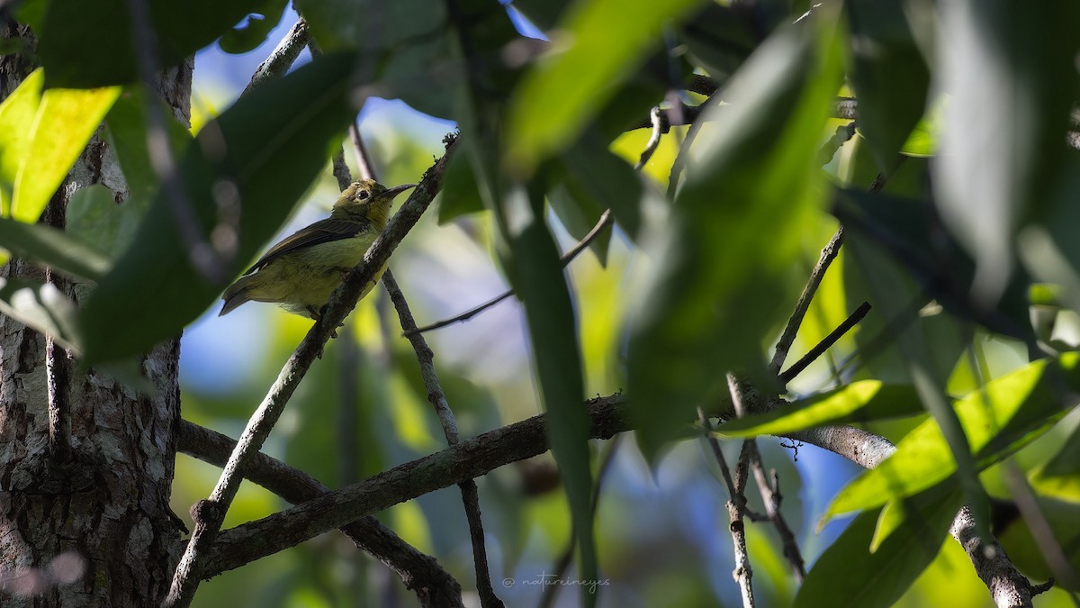 Brown-throated Sunbird - Weeds S