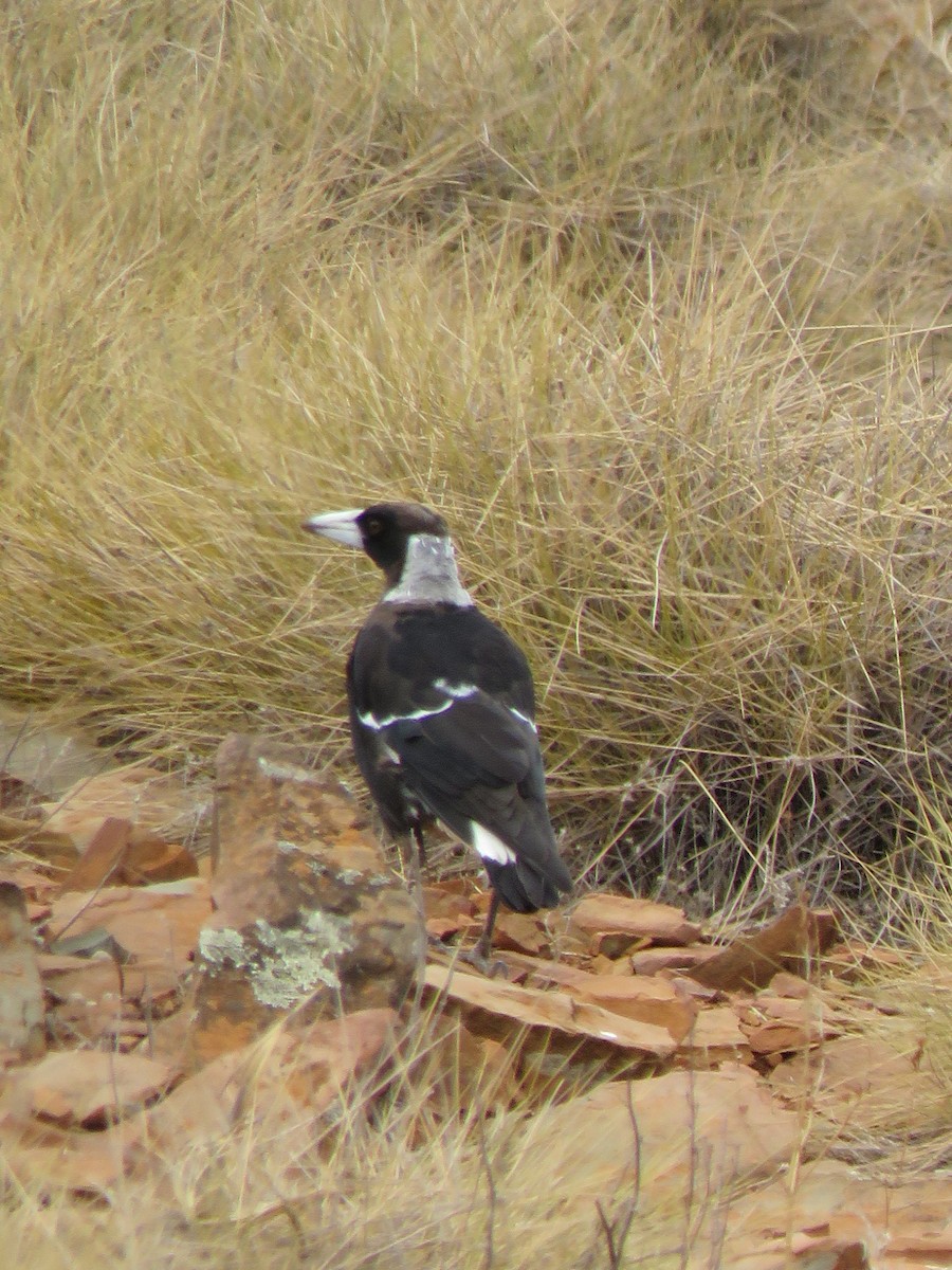 Australian Magpie (Black-backed) - ML611188408