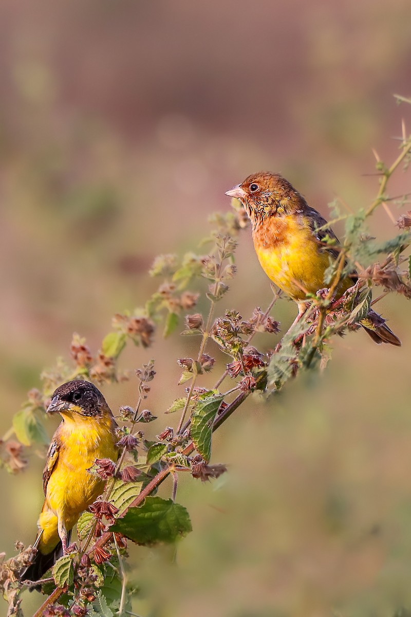 Red-headed Bunting - ML611188443