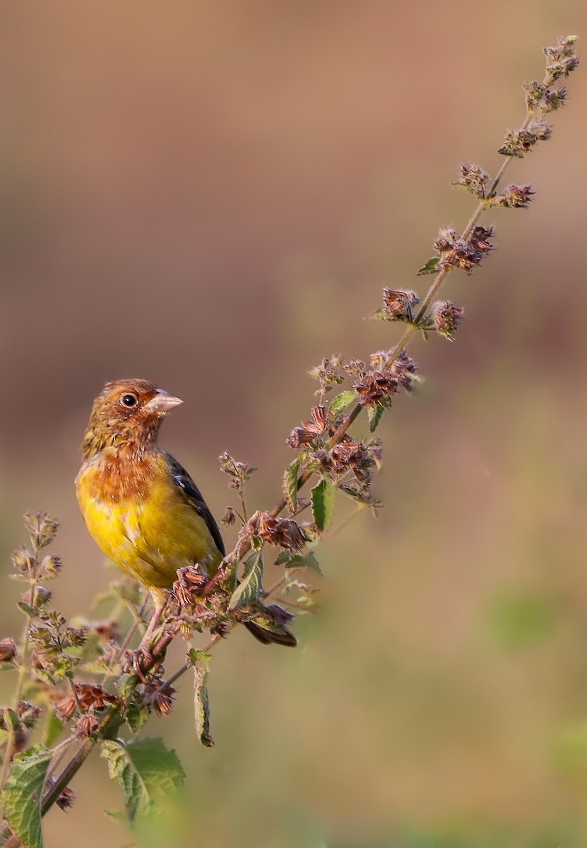 Red-headed Bunting - ML611188447