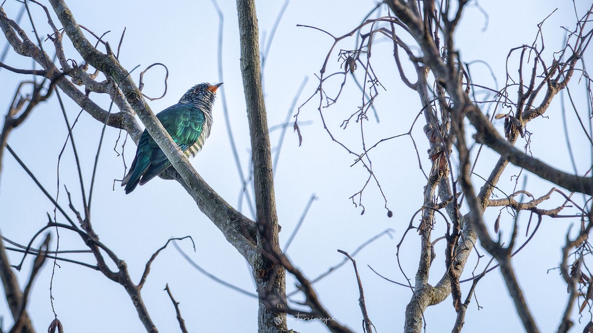 Asian Emerald Cuckoo - ML611188479