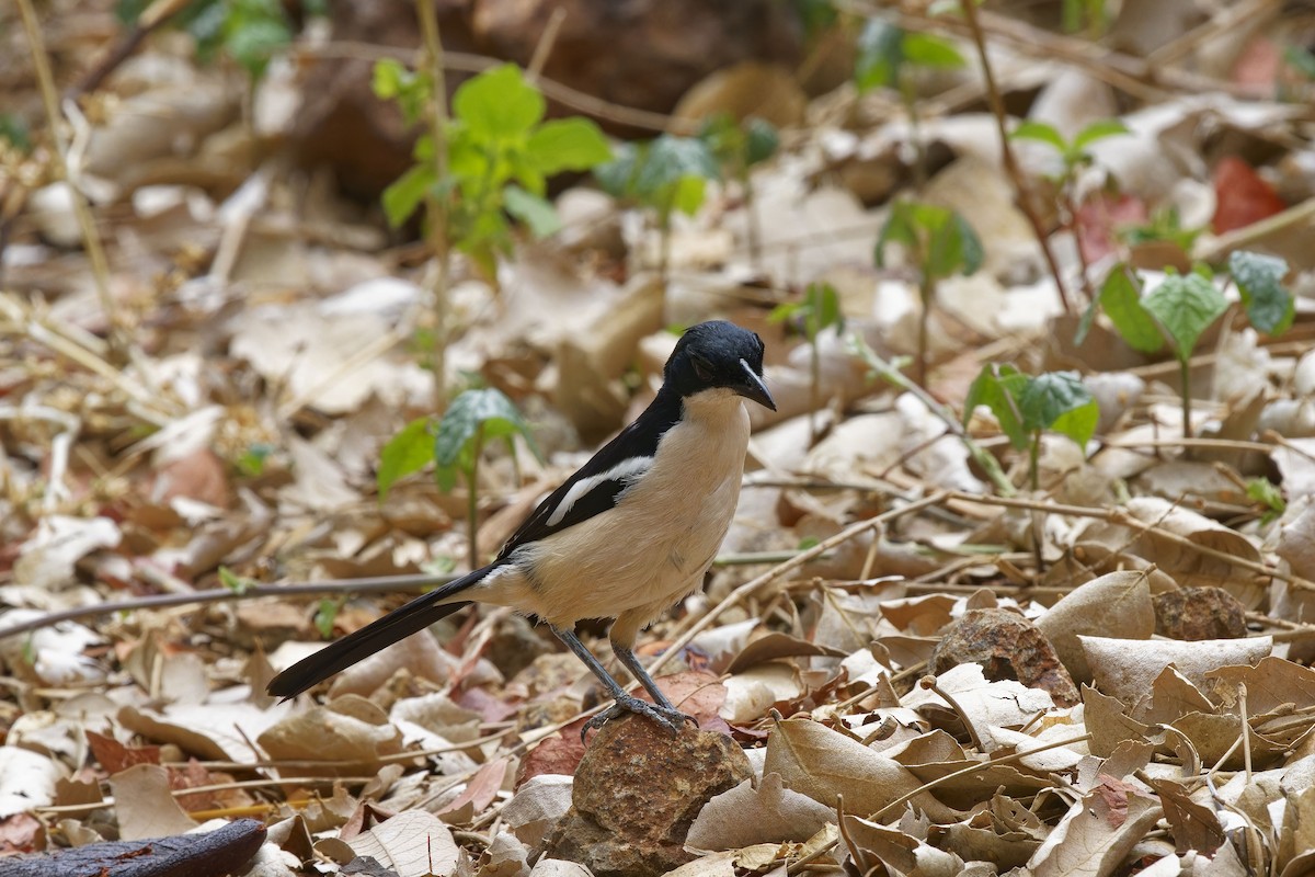 Gabon Boubou (Okavango) - Holger Teichmann