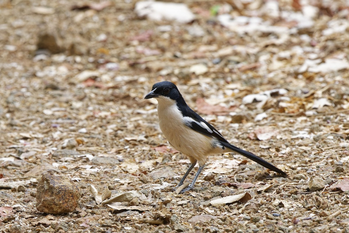 Gabon Boubou (Okavango) - Holger Teichmann