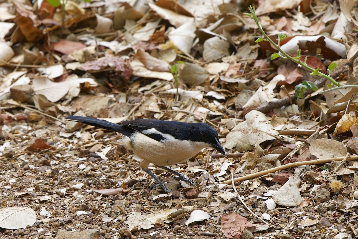 Bubú Bicolor (del Okavango) - ML611188485