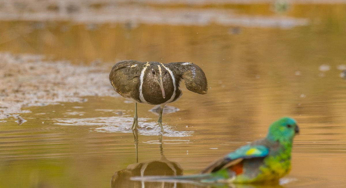 Australian Painted-Snipe - ML611188538